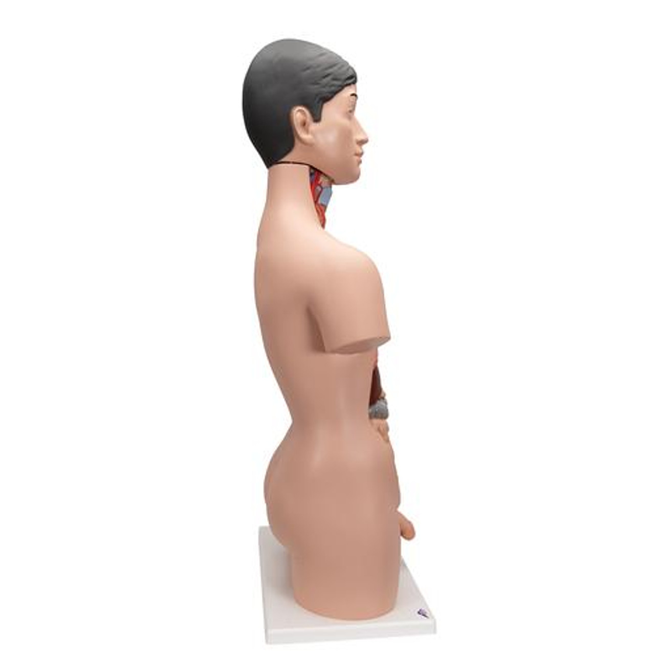 Axis Scientific 18-Part Premium Unisex Life-Size Torso with Open Back