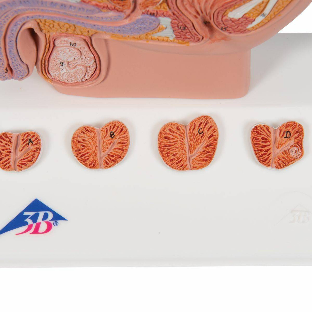 Предстательная железа массажер. Анатомическая модель простаты. Предстательная железа в 3 д анатомия.
