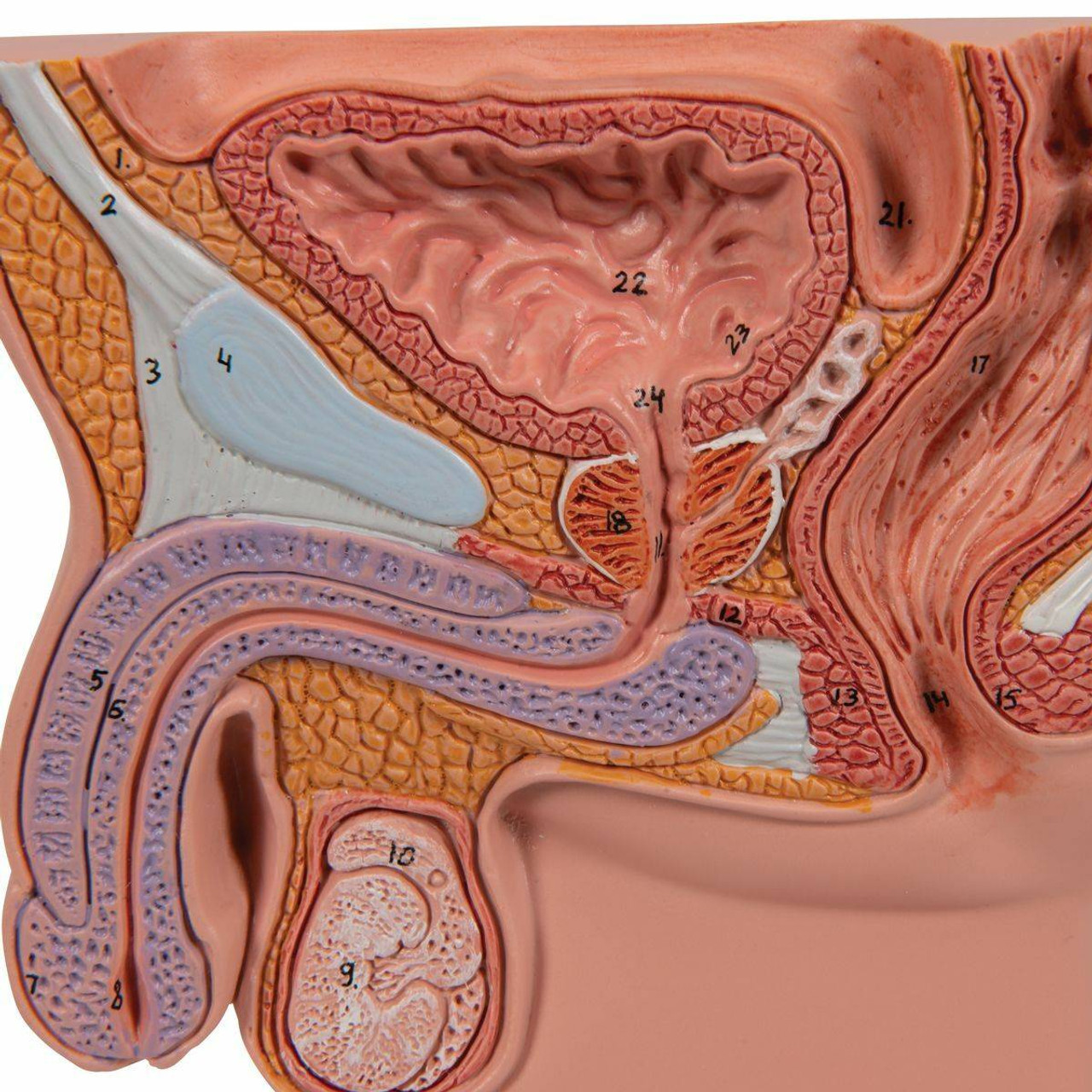 Ts Prostate