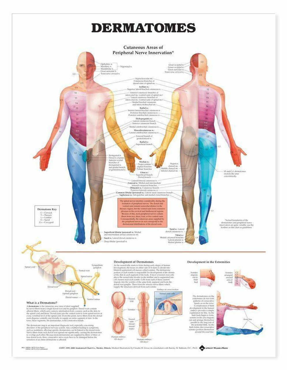 Anatomy Chart Dermatomes