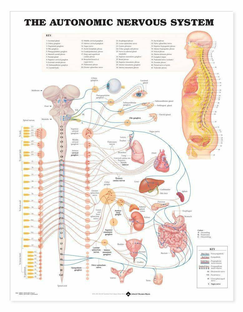Anatomical Chart Company The Autonomic Nervous System Laminated
