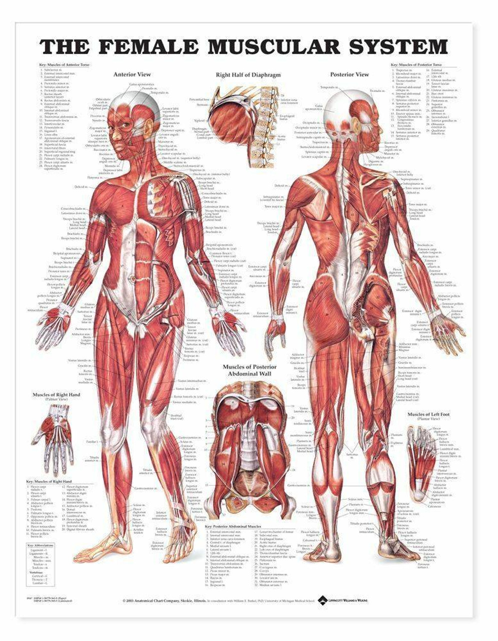 Anatomy Chart Female Muscular System