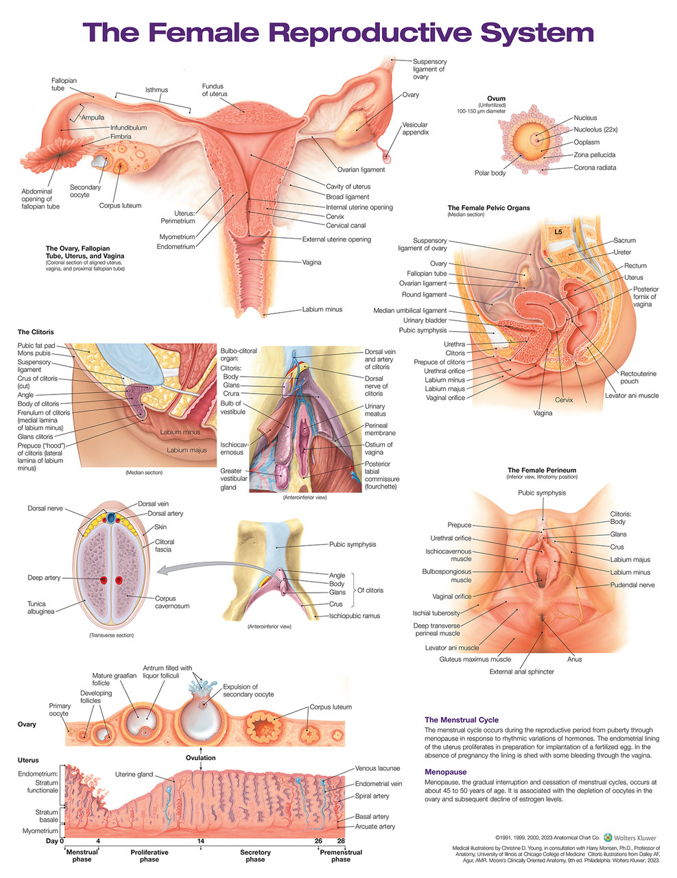 ovary diagram labeled