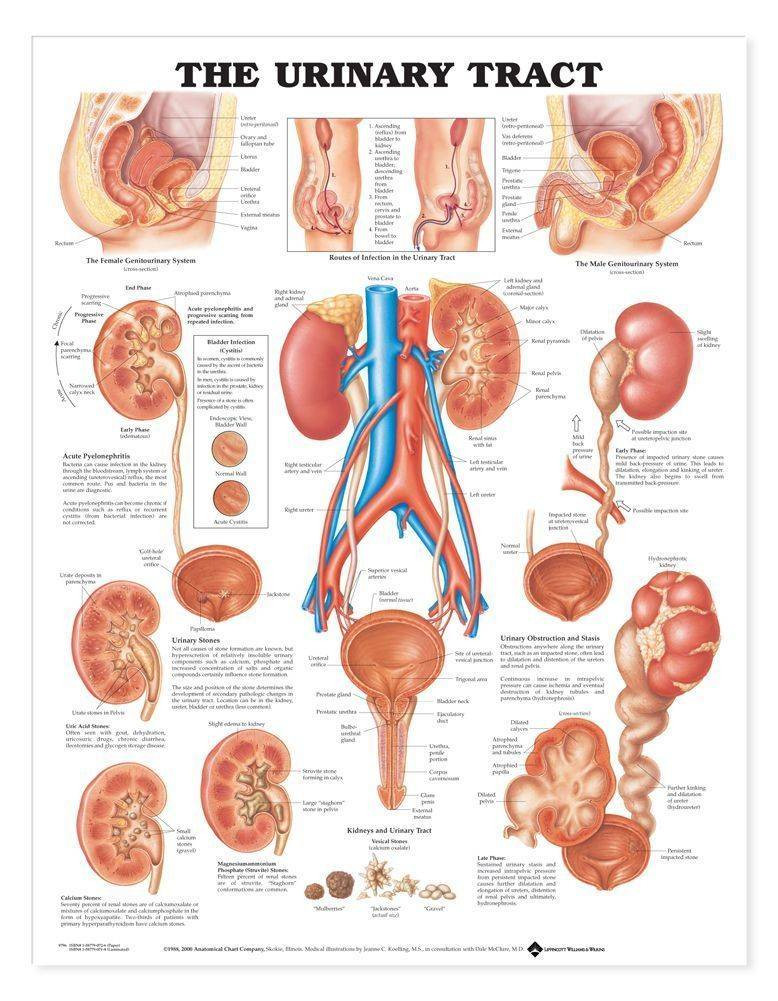 チャートギャラリー　ChartGalleryStandard 5 Anatomical Chart Company Urinary Tract Laminated Anatomical Chart