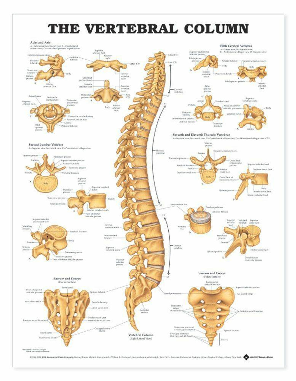 Vertebral Column Numbered