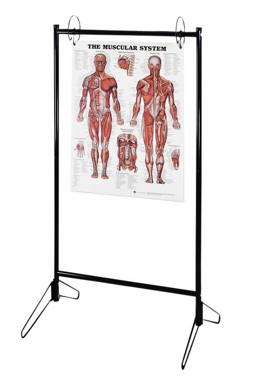 Anatomy Chart Portable Stand
