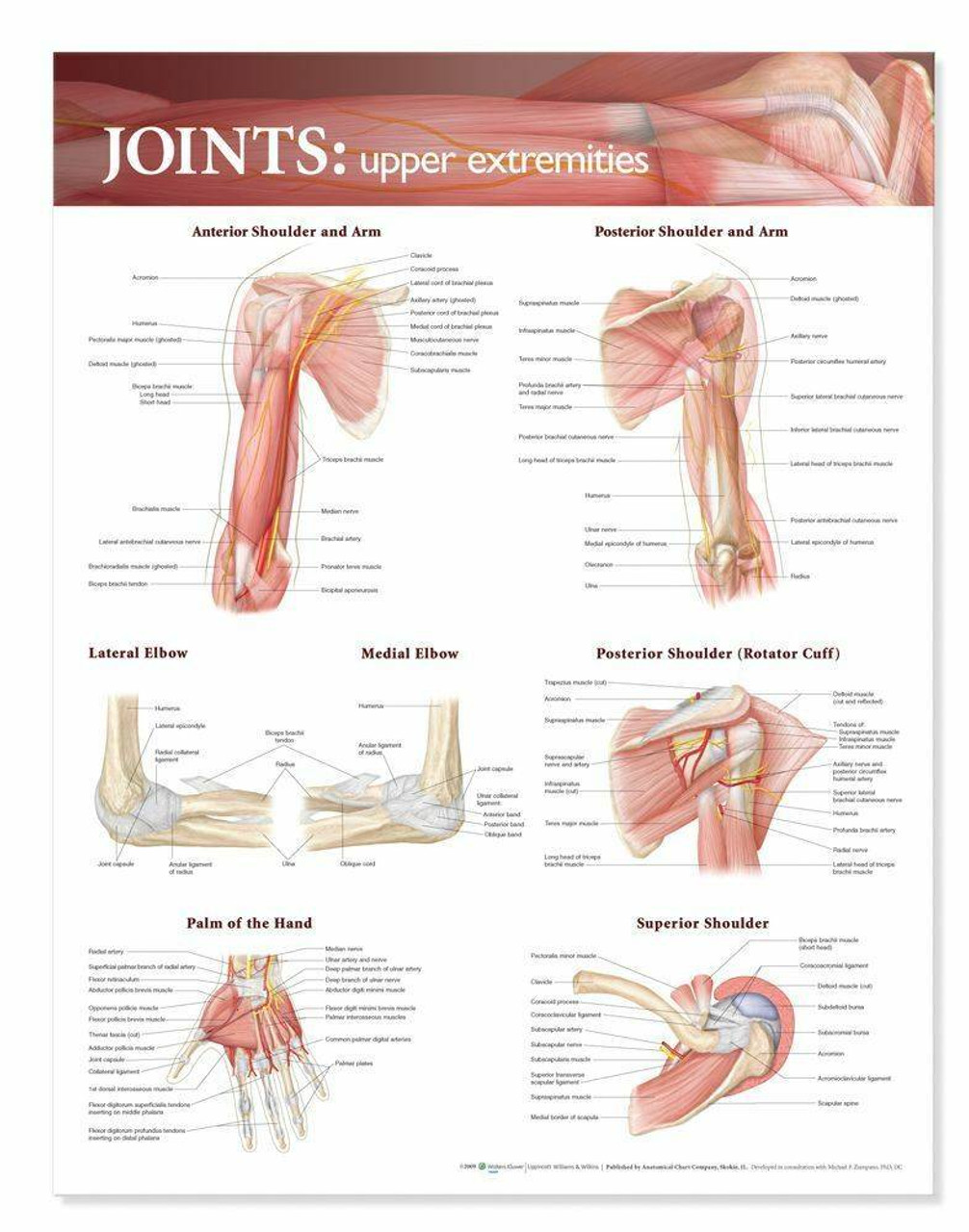 Joints Of The Upper Extremities Laminated Anatomical Chart