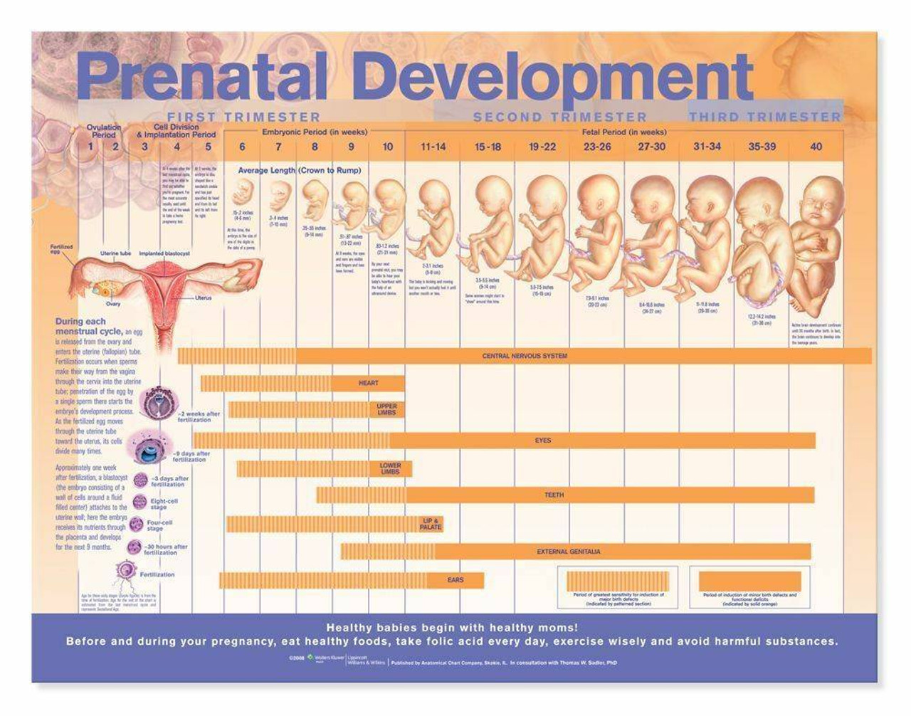 fetal development chart