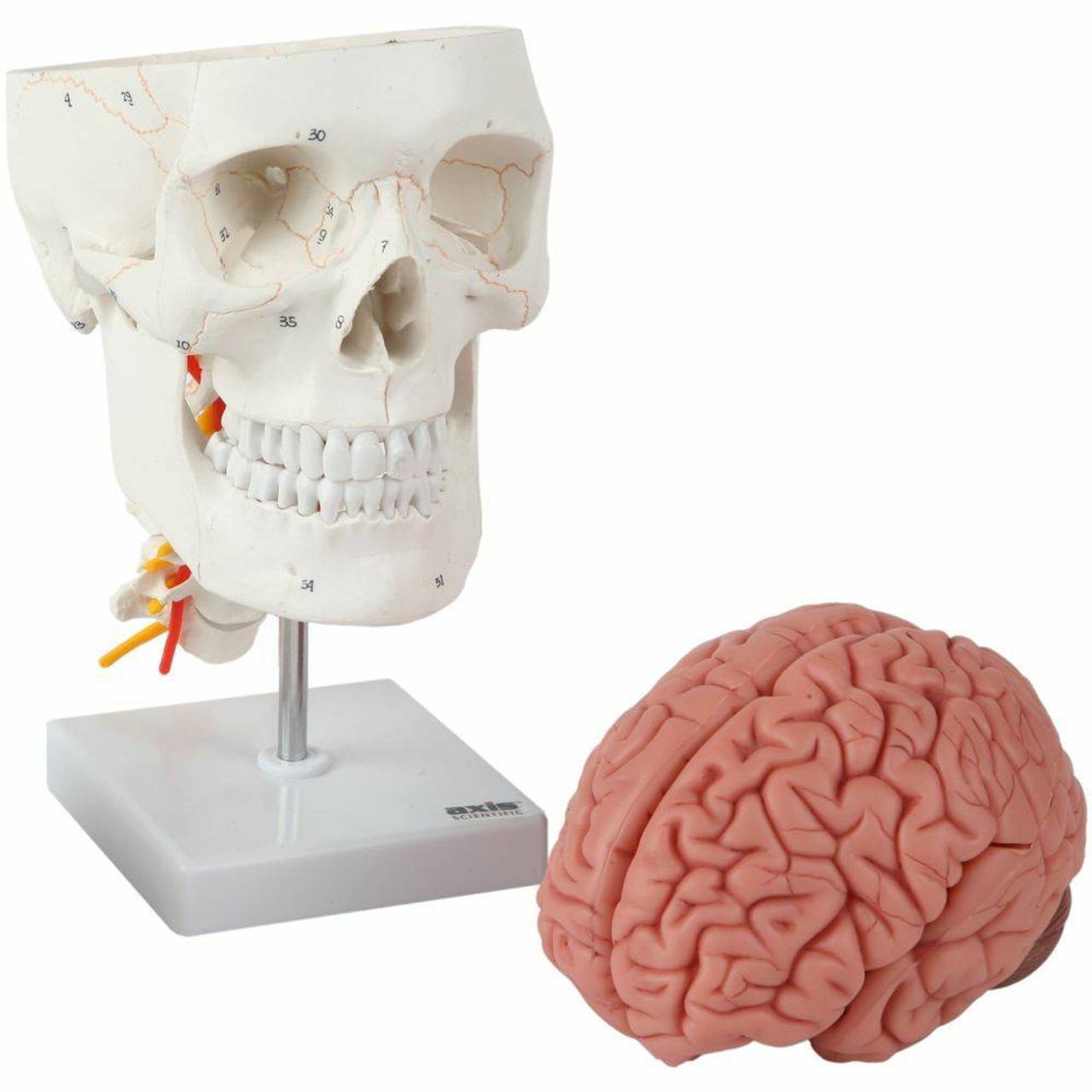 Axis Scientific 3 Part Human Skull and Cervical Vertebrae with 8 Part Brain