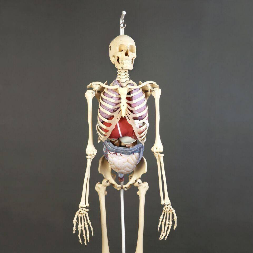 Denoyer-Geppert Premier Skeleton with Soft Organ Set | Anatomy