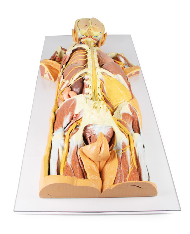 Erler-Zimmer 3D Printed Nervous System Dissection (posterior view