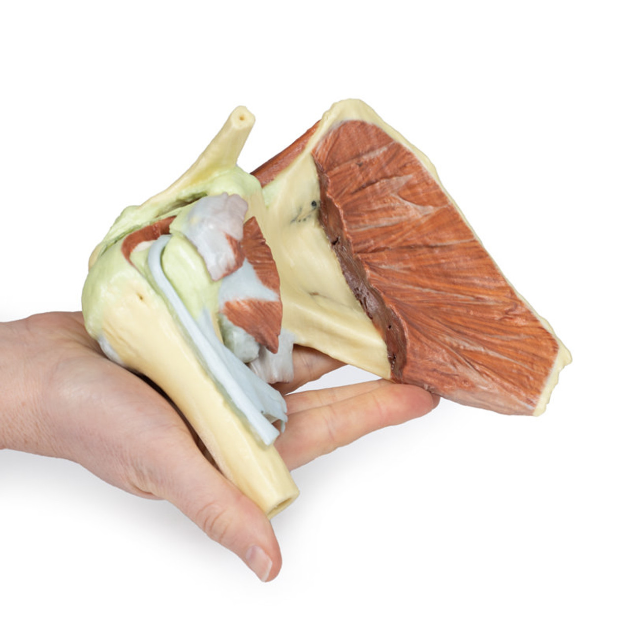 3D Printed Shoulder - Deep Dissection of a Right Shoulder Girdle