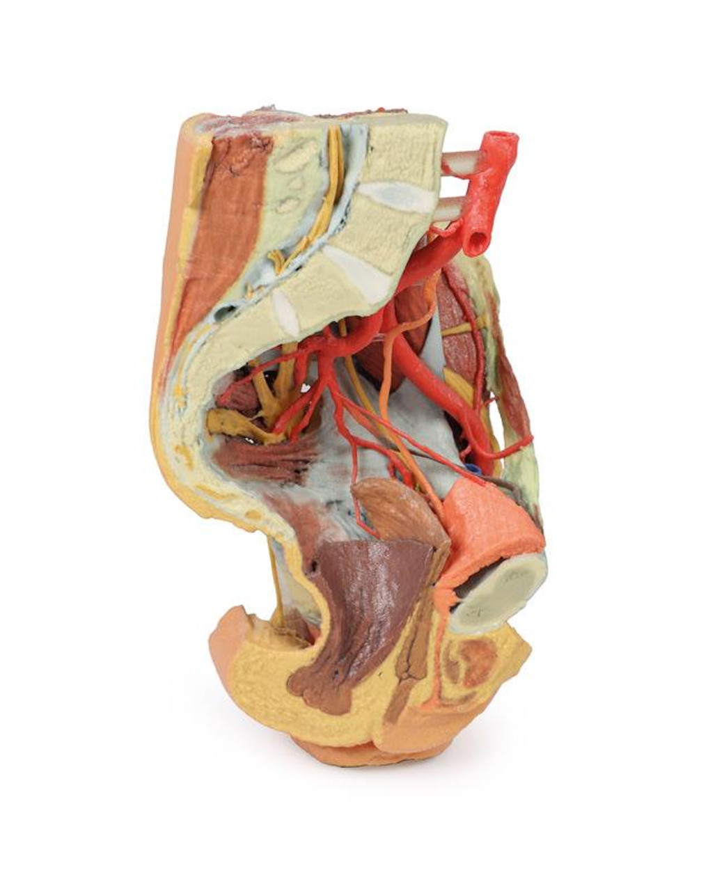 Medial view of left knee region highlighting various fascial