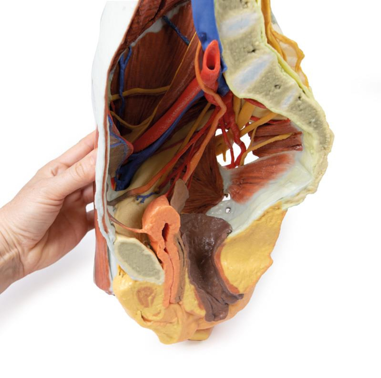 The internal structure of the pelvic girdle female skeleton and