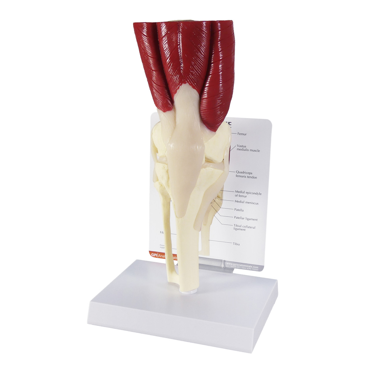 GPI Anatomicals Muscled Knee Joint Anatomy Model | Anatomy Warehouse