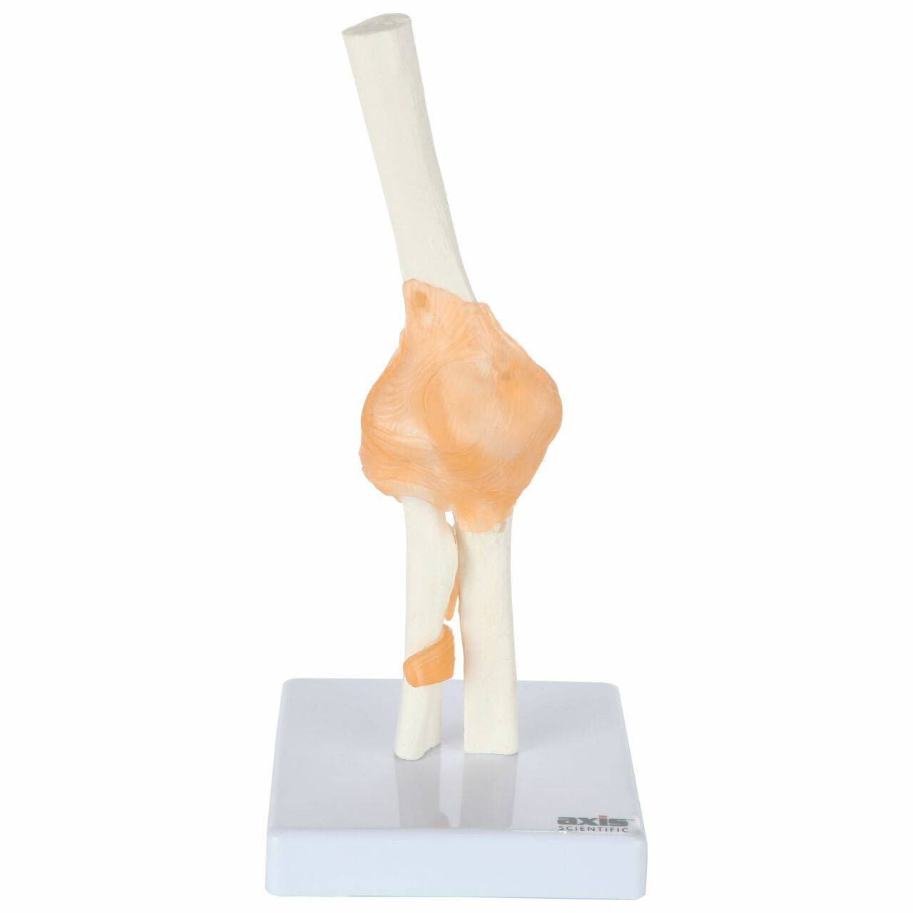 Axis Scientific Functional Joint Anatomy Model Set