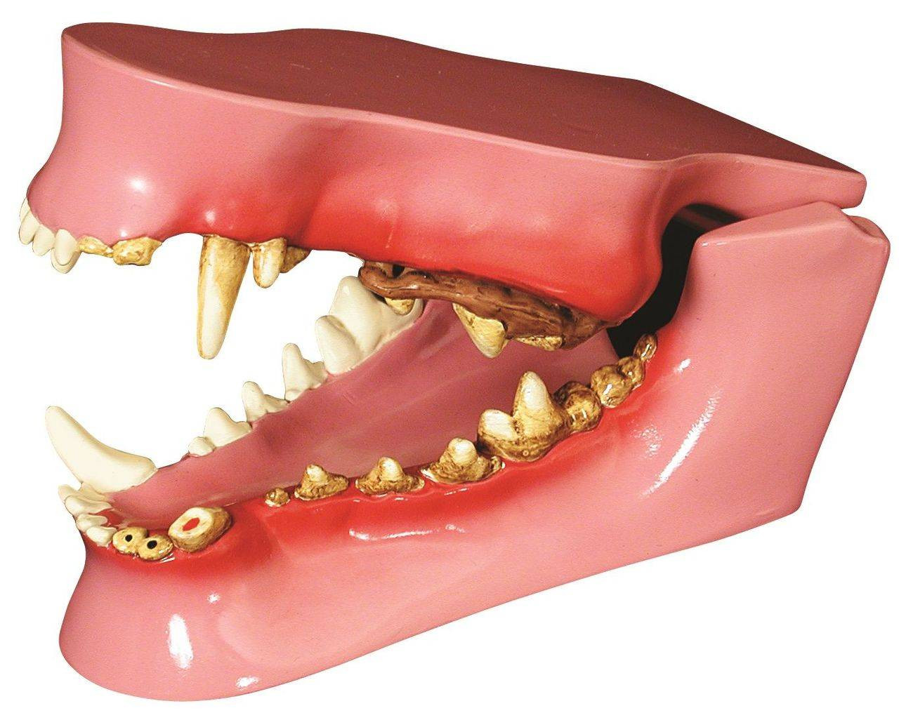 dog mandible anatomy