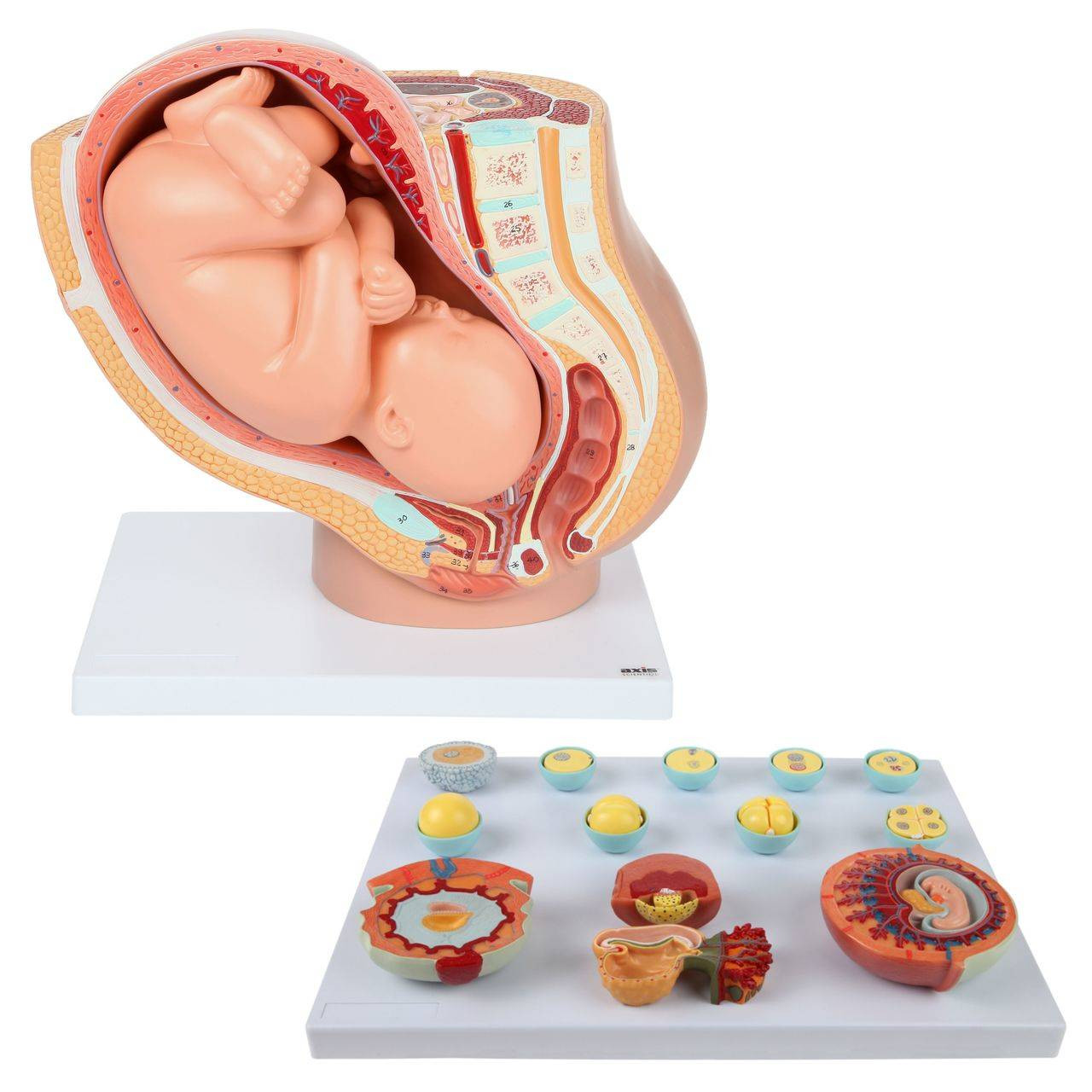 Axis Scientific Pregnancy Anatomy Model Set | Anatomy Warehouse
