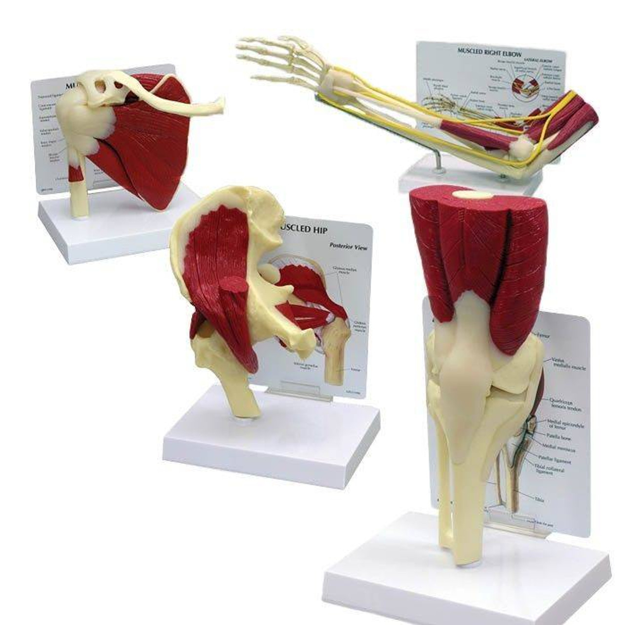 Muscled Joint Model Set