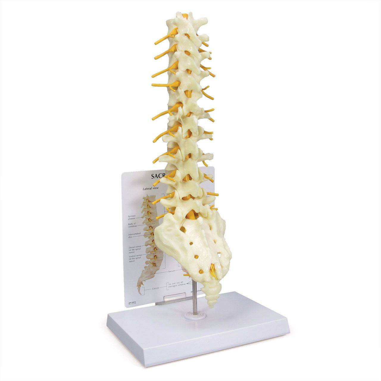 lumbar and thoracic vertebrae anatomy