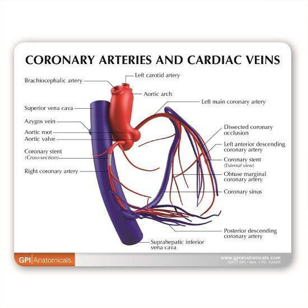 coronary circulation anatomy