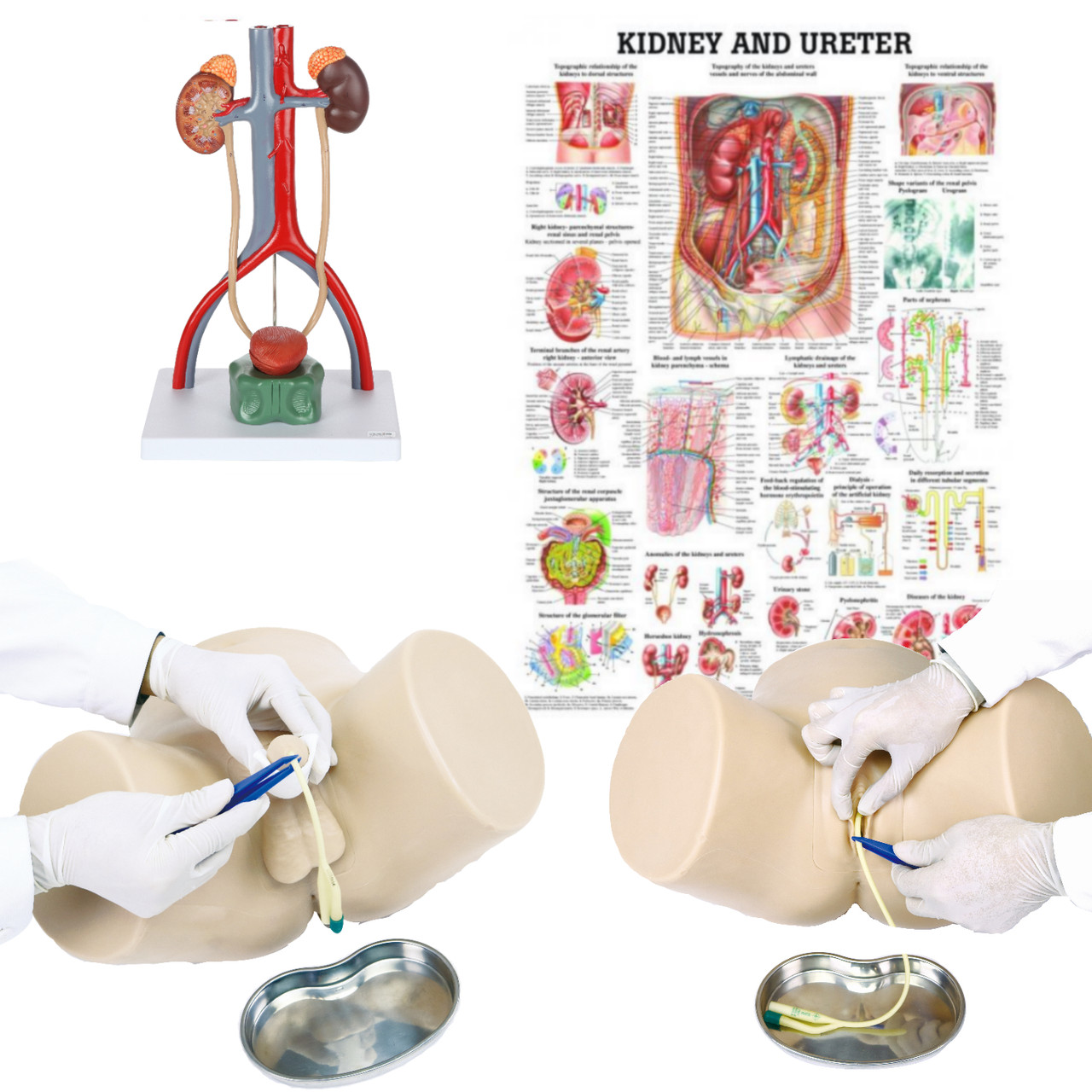 Dual Sex Catheter Trainer Urinary System