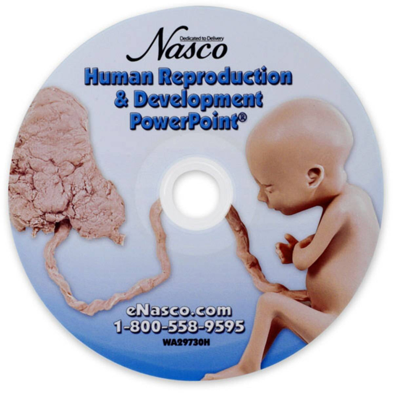 Nasco Healthcare Fetal Development Powerpoint Nasco Healthcare Fetal Development Powerpoint