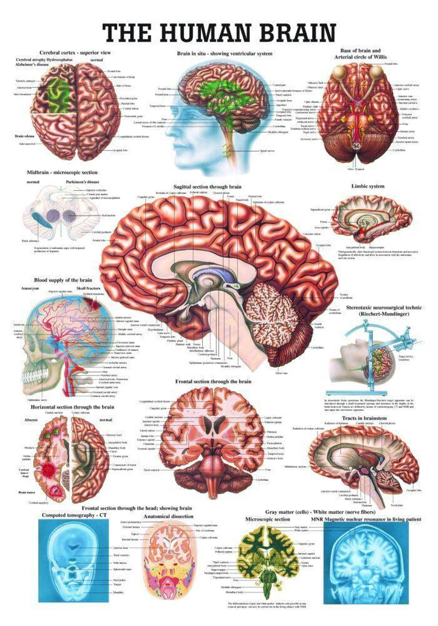 Rudiger Anatomie The Human Brain Laminated Anatomy Chart   Rudiger Anatomie The Human Brain Laminated Anatomy Chart  89259.1603827266 