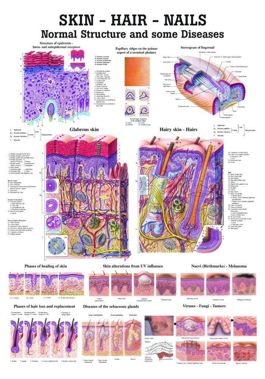 structure of fingernail Diagram | Quizlet