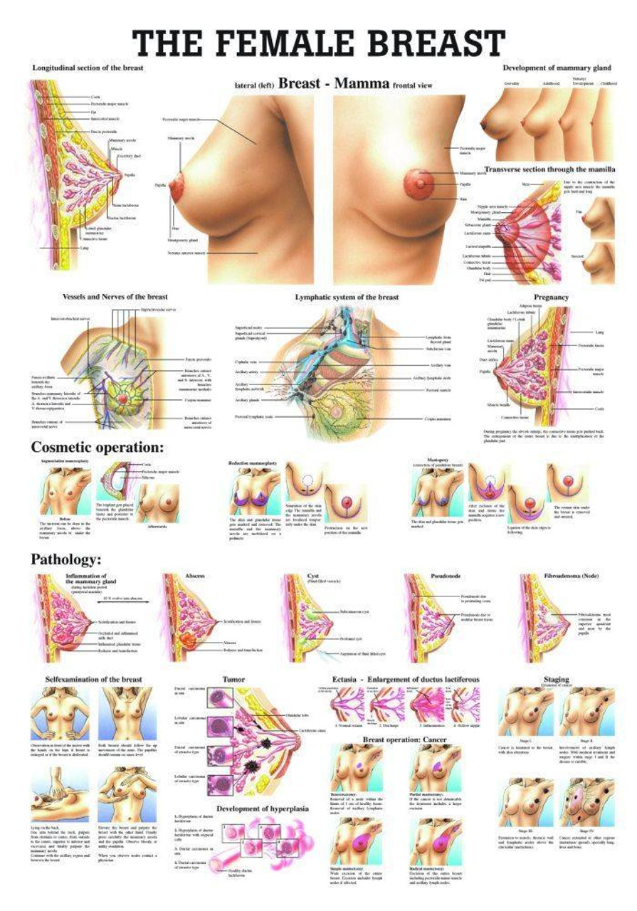 Cross Section Of Female Breast Human Anatomy Educational Chart Art Print  Stand or Hang Wood Frame Display Poster Print 13x9 - Poster Foundry