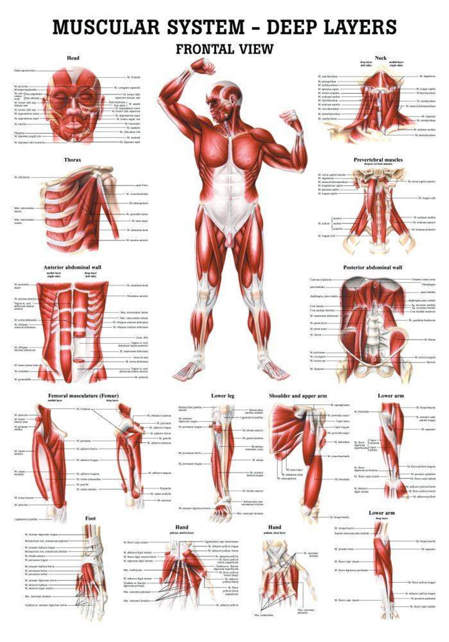 Internal Organs of the Human Body Anatomical Chart at