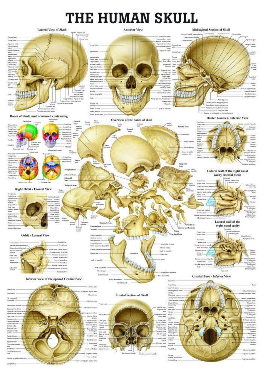 Anatomy Poster Human Skull