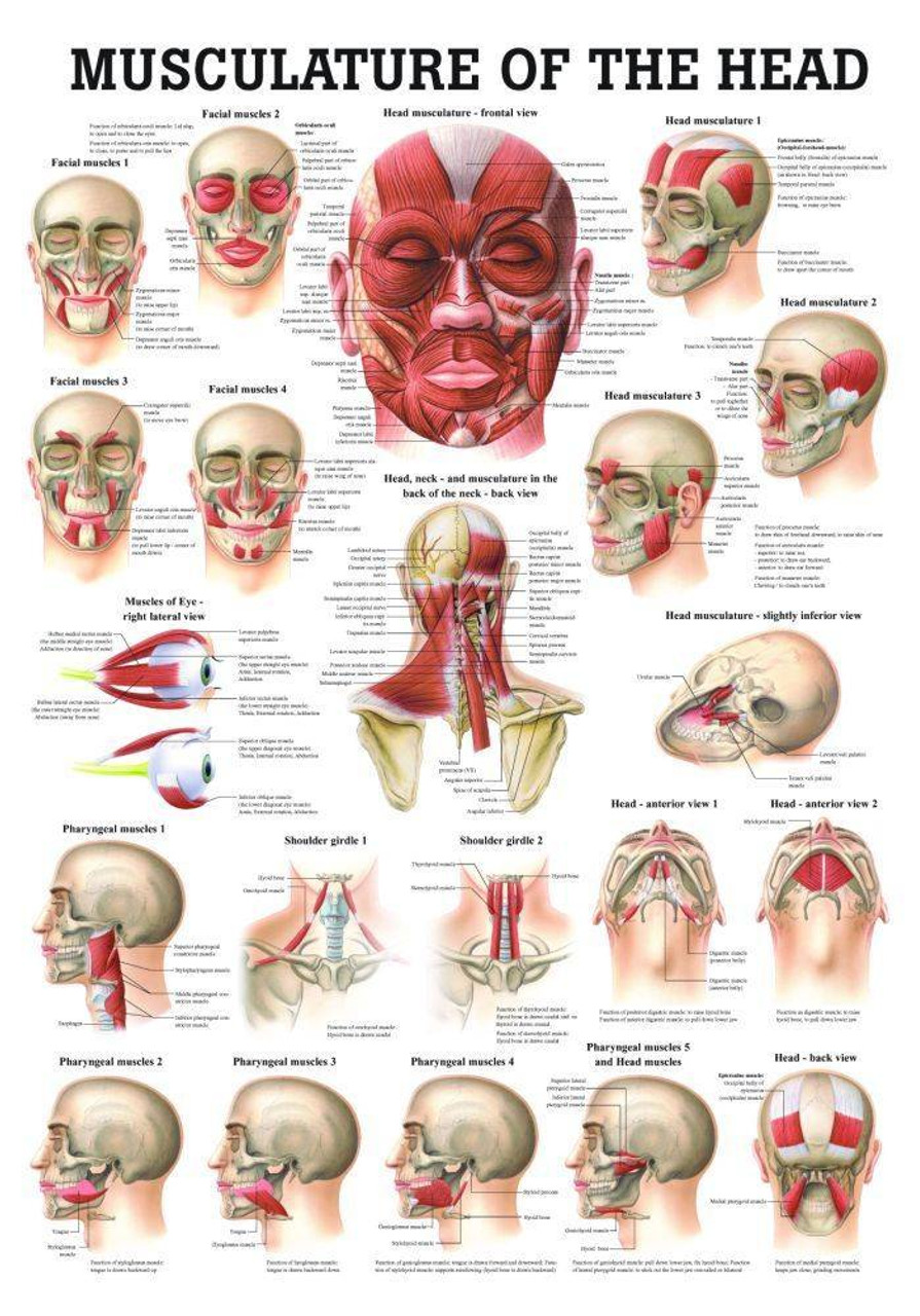 Rudiger Anatomie Muscles Of The Head Laminated Anatomy Chart 1163