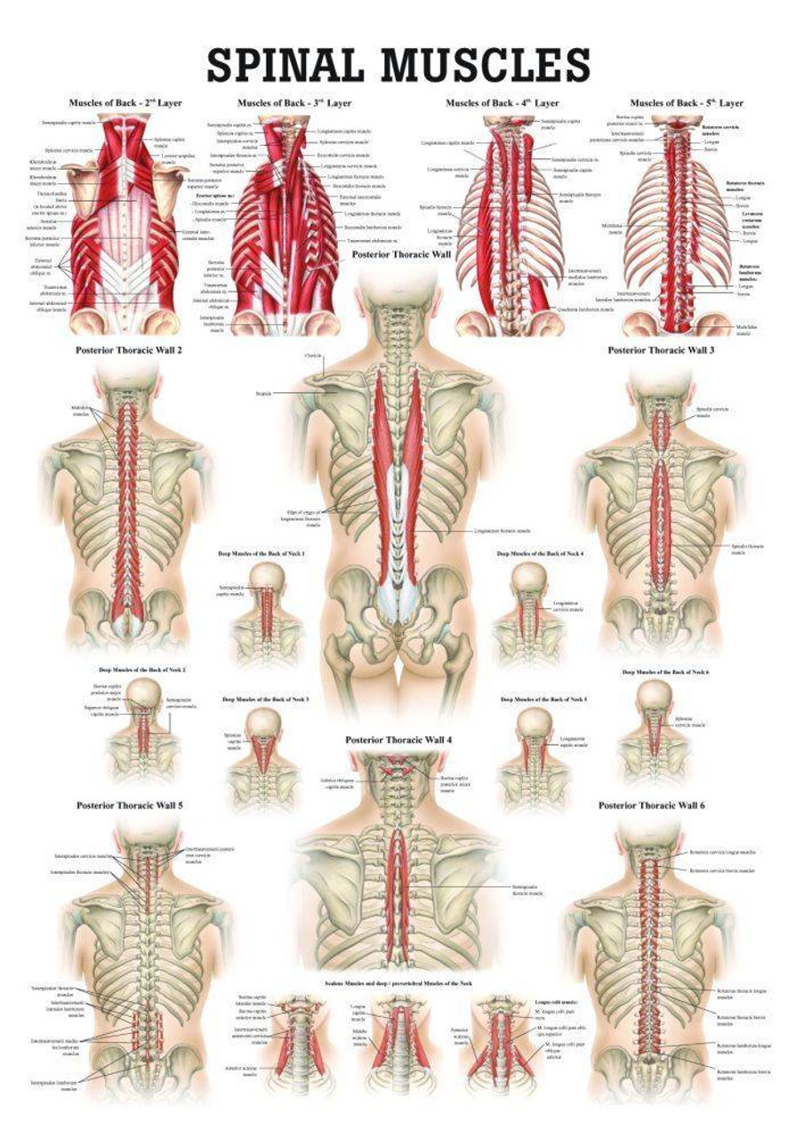 Anatomy of the back: Spine and back muscles