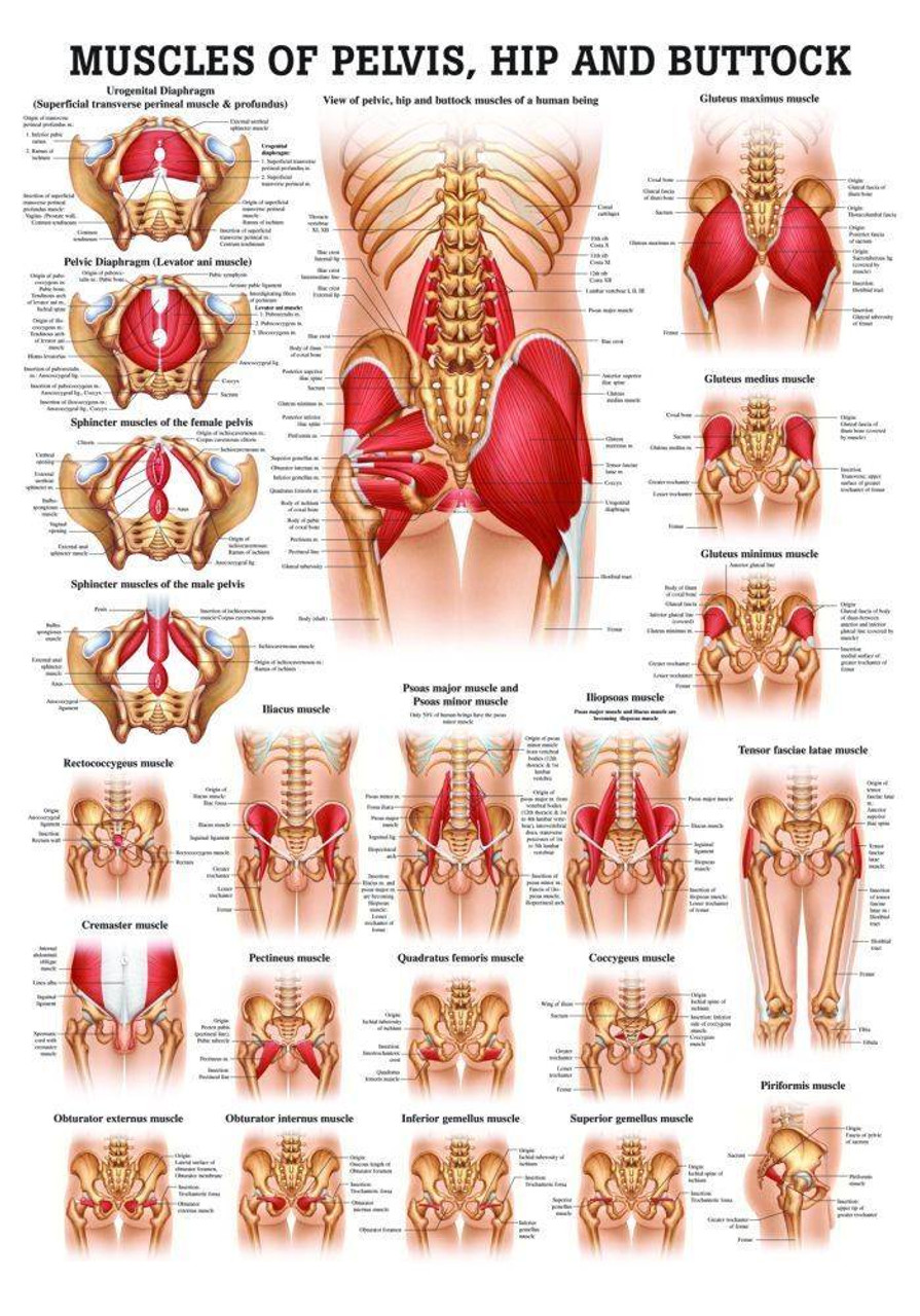 Anatomy of Pelvic Floor and Hip Flexors Poster 