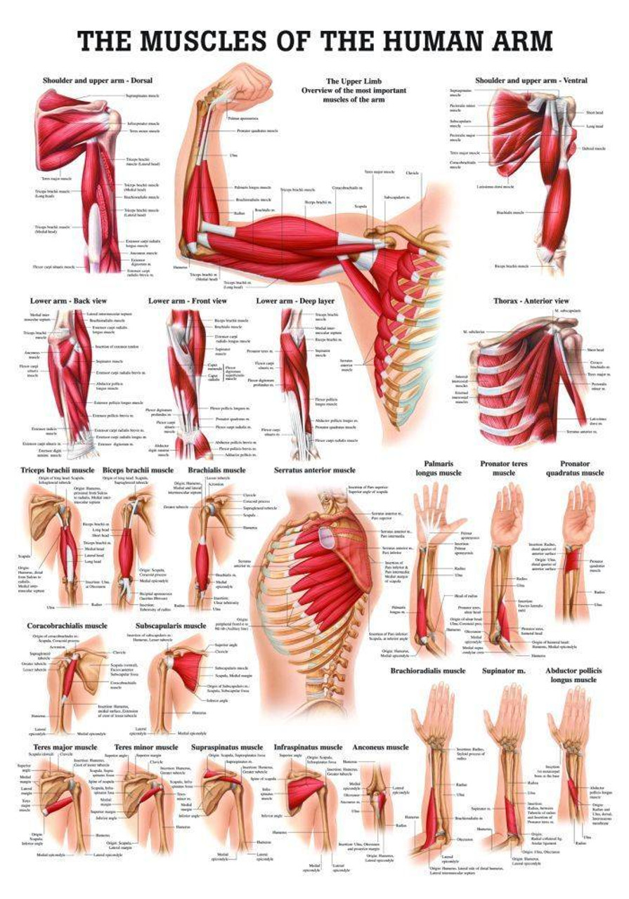 arm bones and muscles diagram