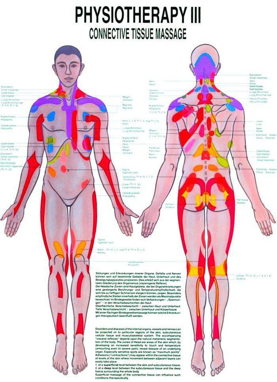 connective tissue body diagram