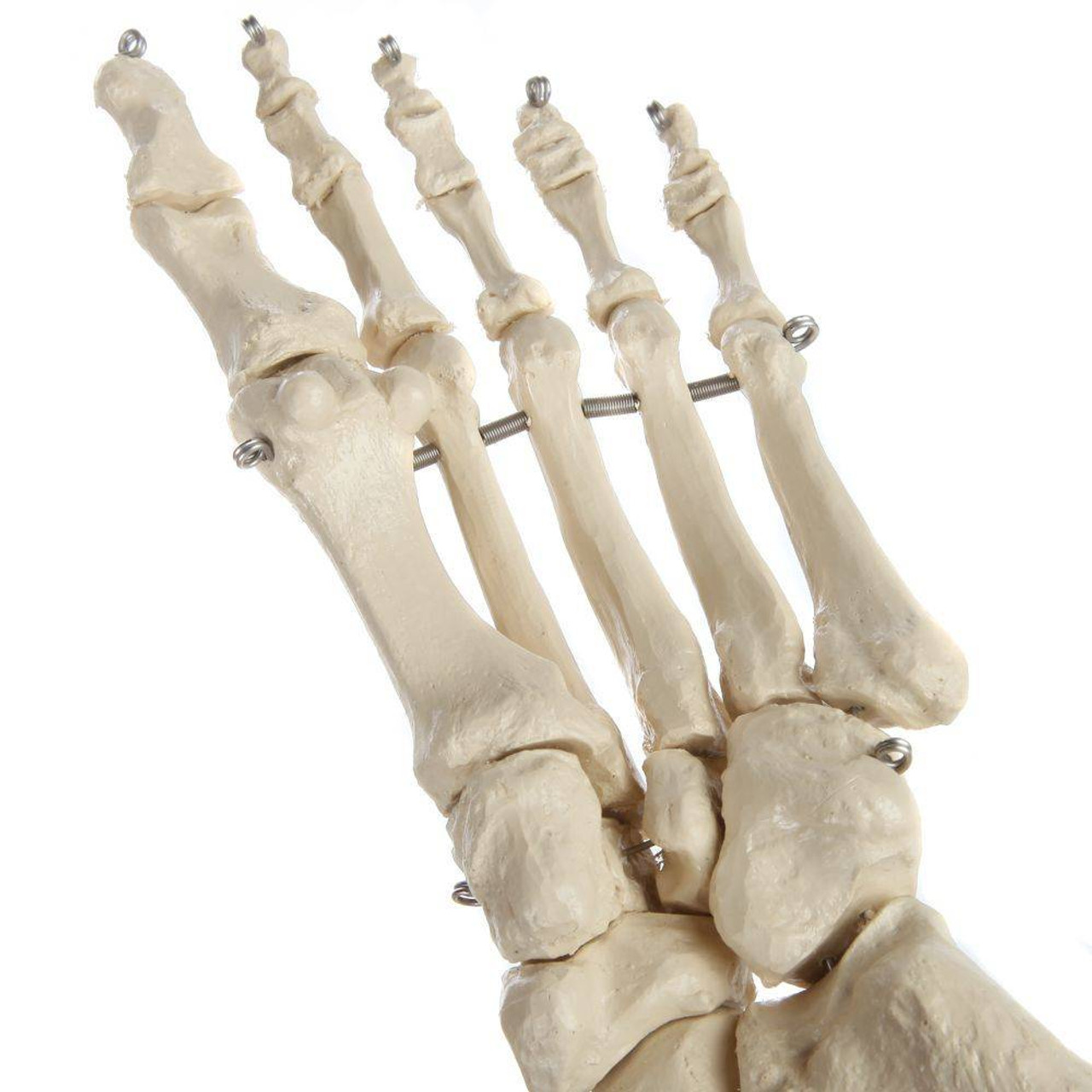 Skeleton of foot with tibia and fibula insertion, flexible