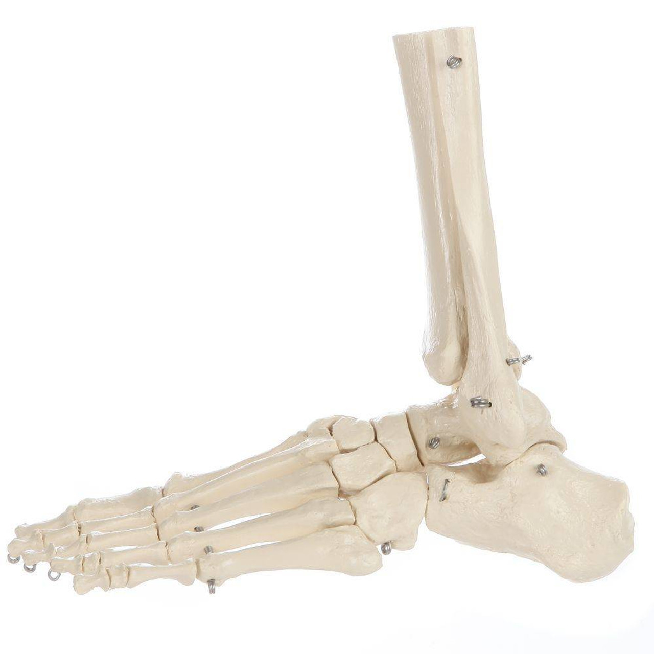 Skeleton of foot with tibia and fibula insertion, flexible