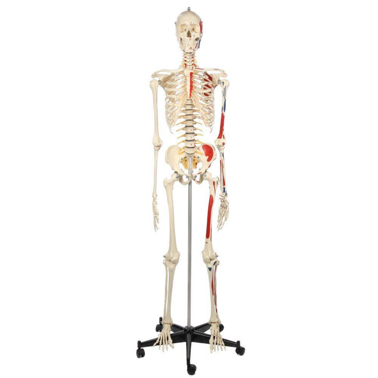 Rudiger Anatomie Human Skeleton with Flexible Spine, Muscle Paintings ...