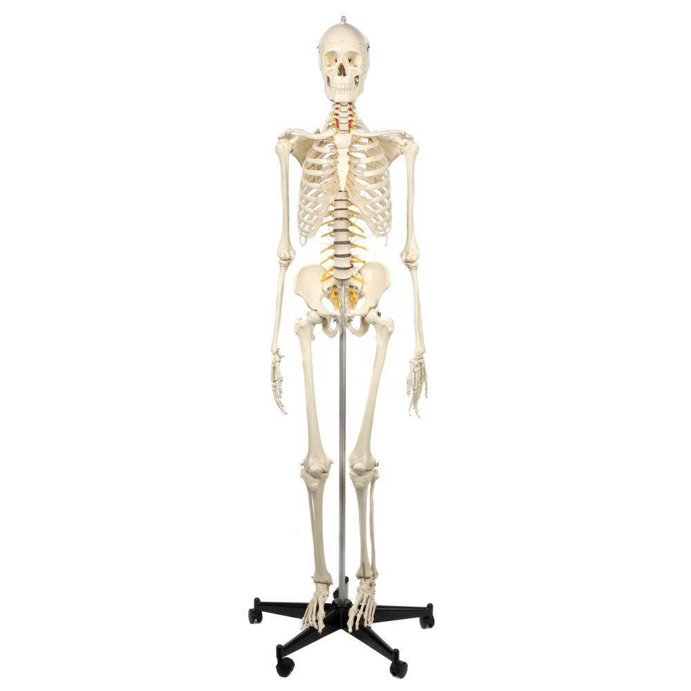 ドイツ rudiger anatomie リュディガー アナトミー社製 骨格模型 Rudiger Anatomie Premium Highly Flexible Physio Skeleton | Anatomy