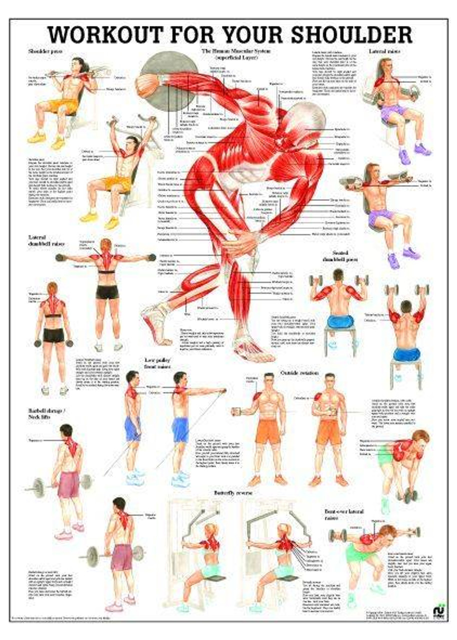Workout For Your Shoulders Laminated Fitness Poster