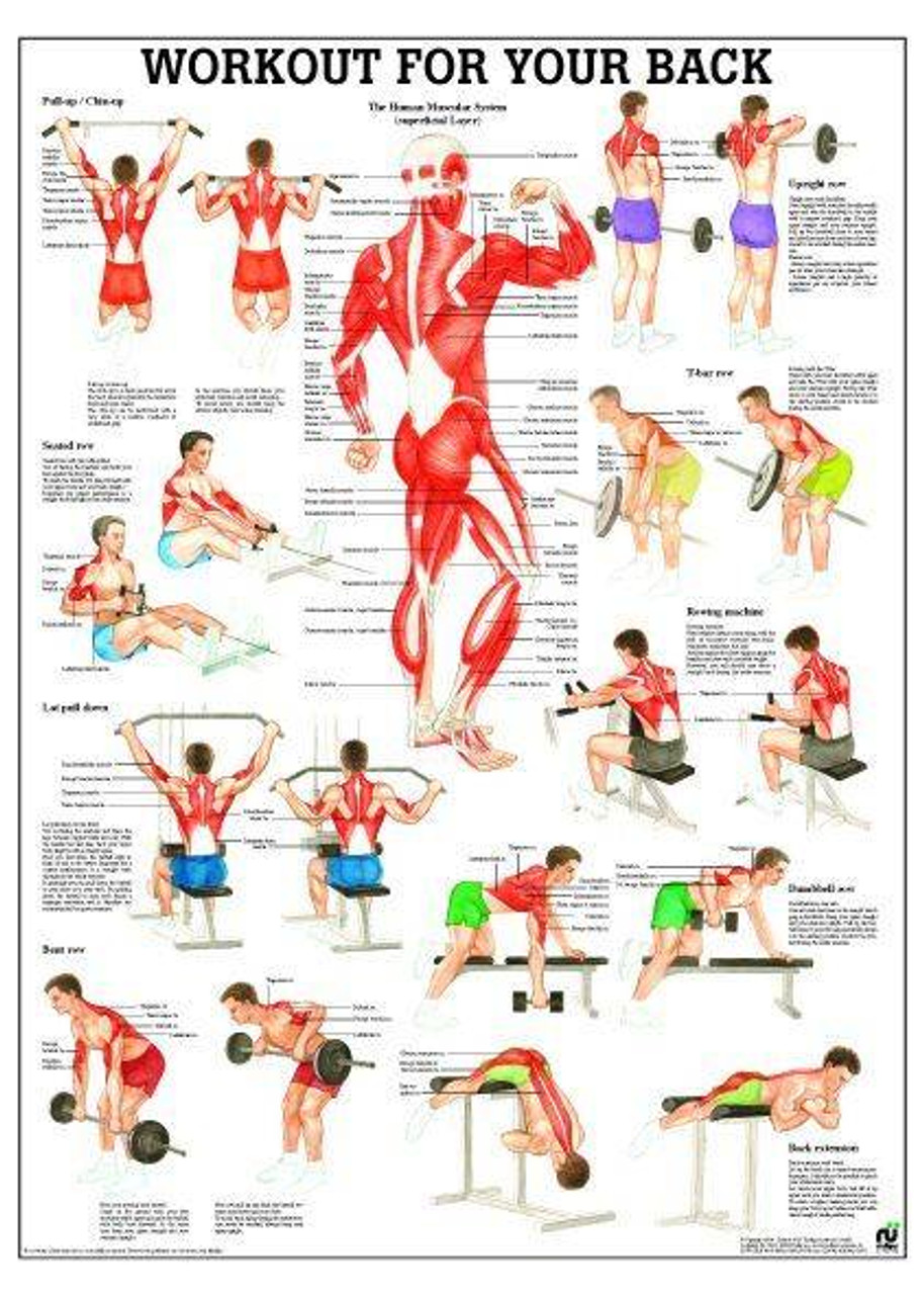 back workout chart