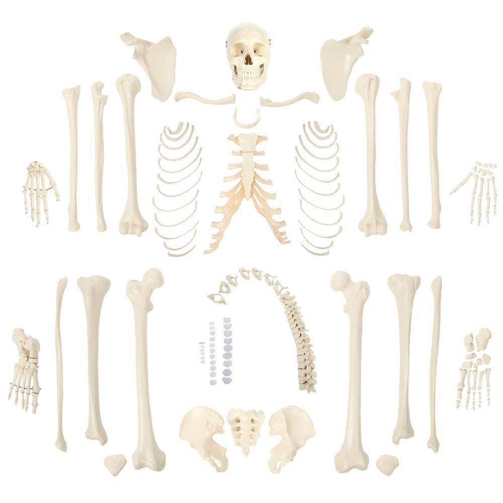 Rudiger Anatomie Premium Complete Disarticulated Skeleton