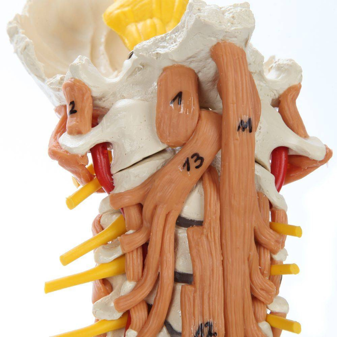 cervical region muscles