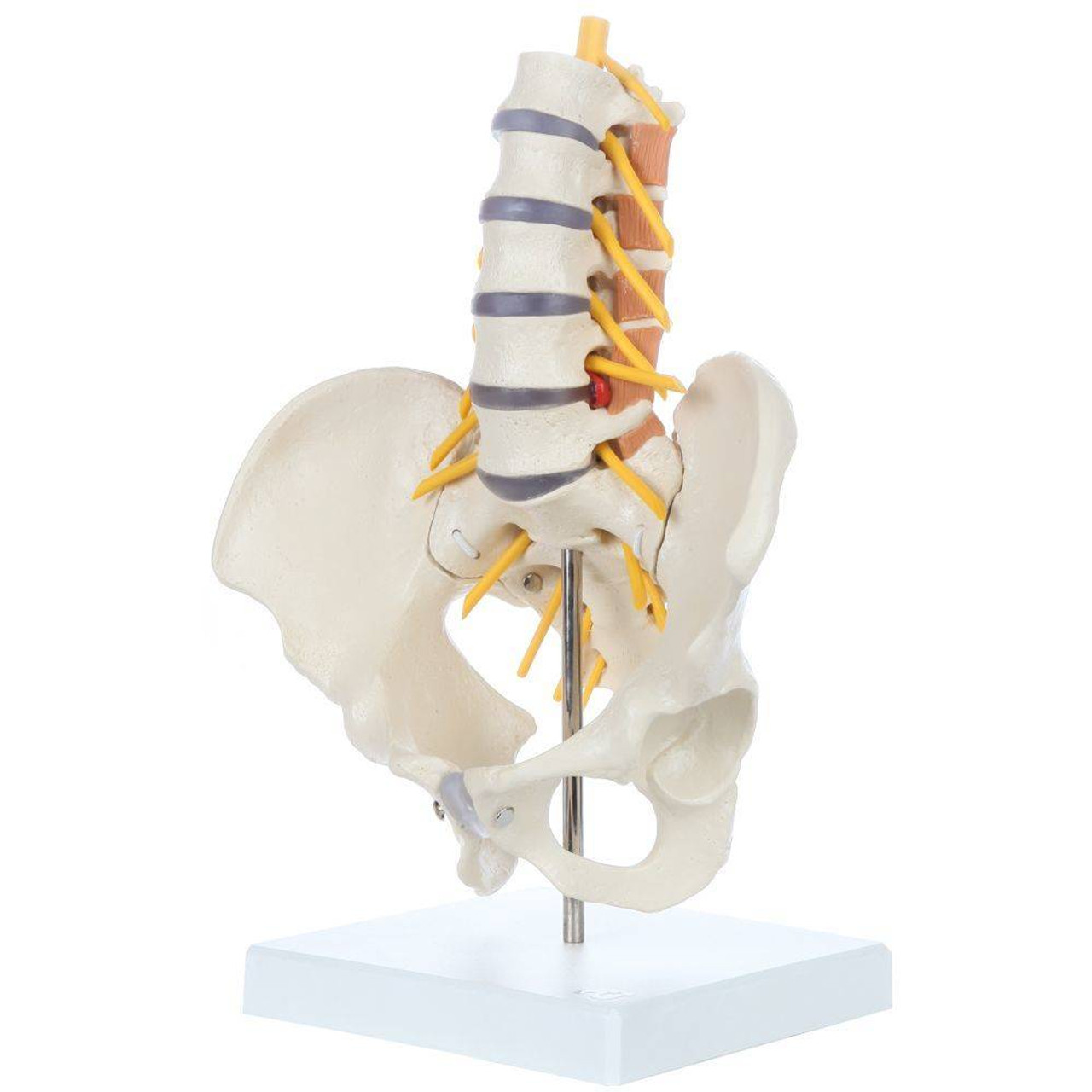 The Bones of the Pelvis and Lower Back: 3D Anatomy Model