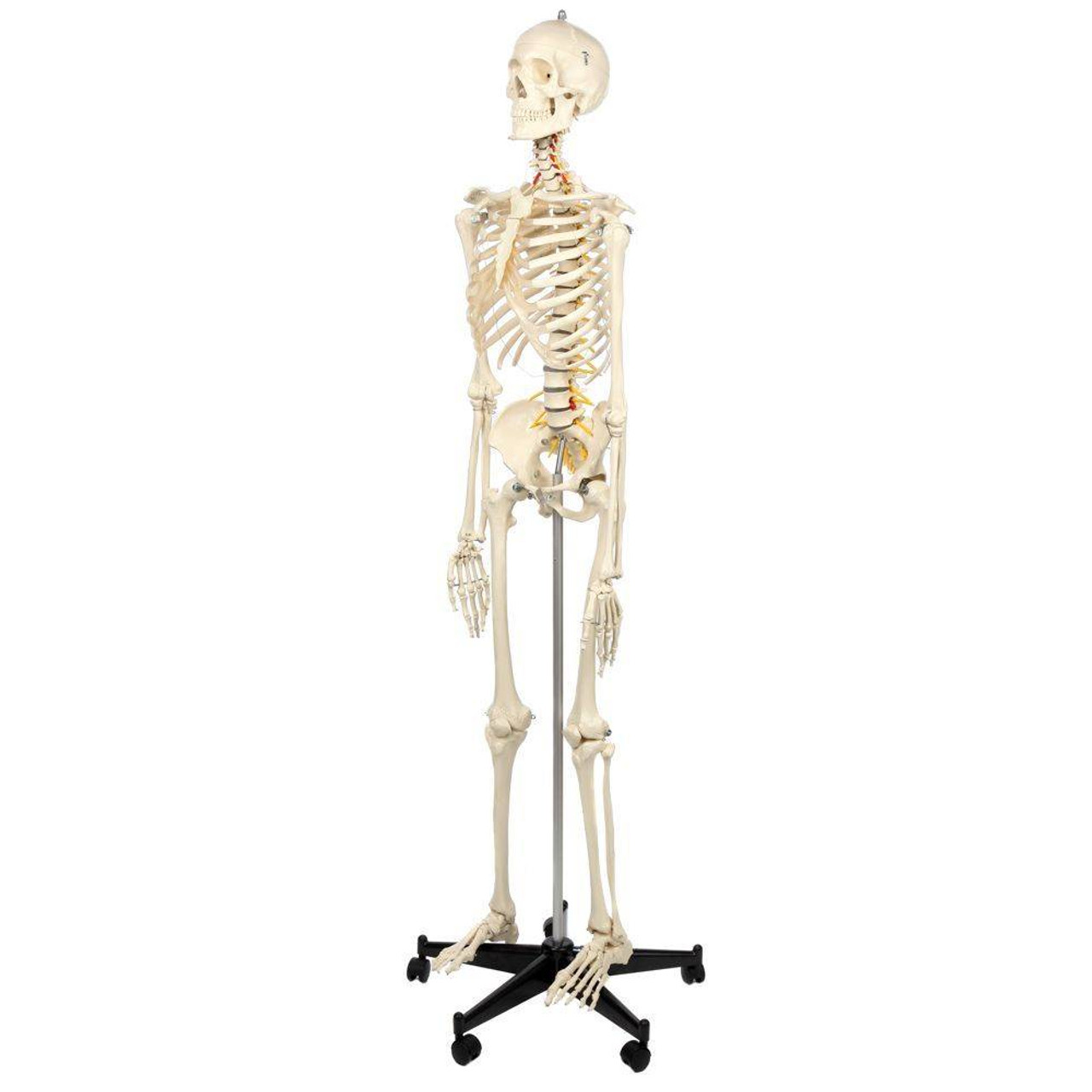 Rüdiger Mini-squelette avec affichage des muscles