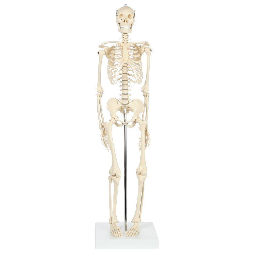 Rudiger Anatomie Premium Miniature 25