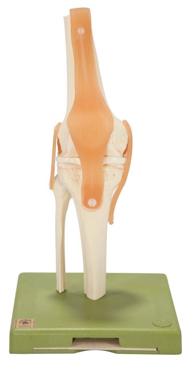 SOMSO Functional Model of the Knee Joint