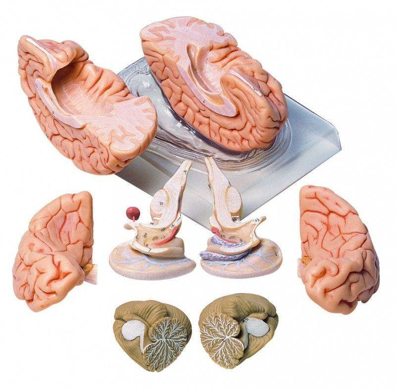 Brain　脳　Born Clones　アメリカ製　模型 SOMSO Deluxe Brain in 8 Parts | Anatomy Warehouse